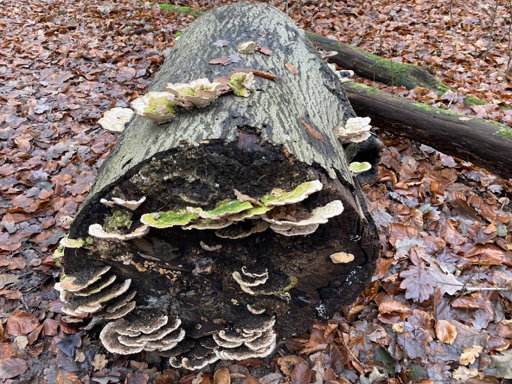 paddenstoelen