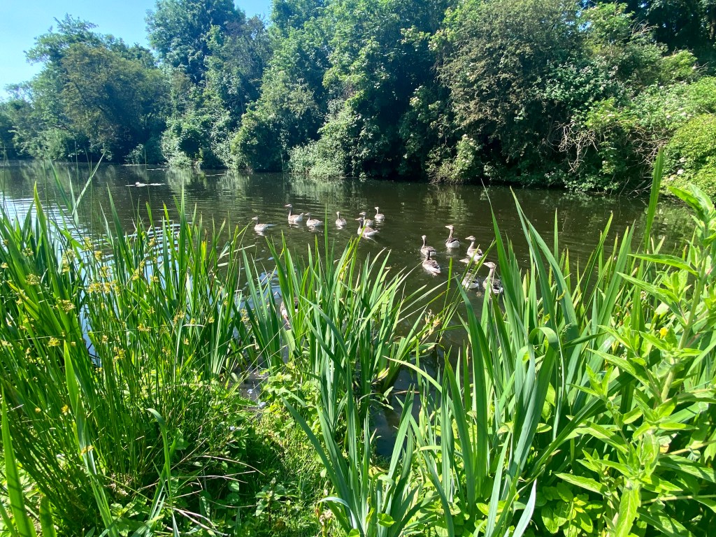NS wandeling Beukenburg Bilthoven Utrecht wandelachtig