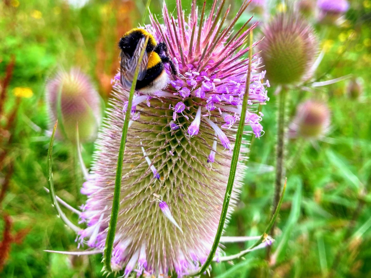 4 wetenschappelijke inzichten die aantonen dat wandelen verslavend&nbsp;is