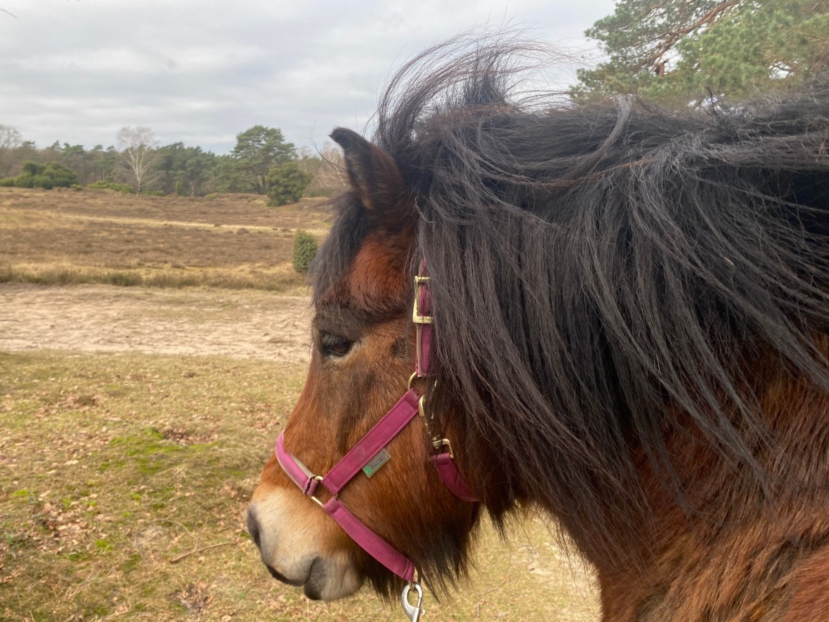 Aarden met paarden; een wandeling met IJslanders op de&nbsp;Veluwe