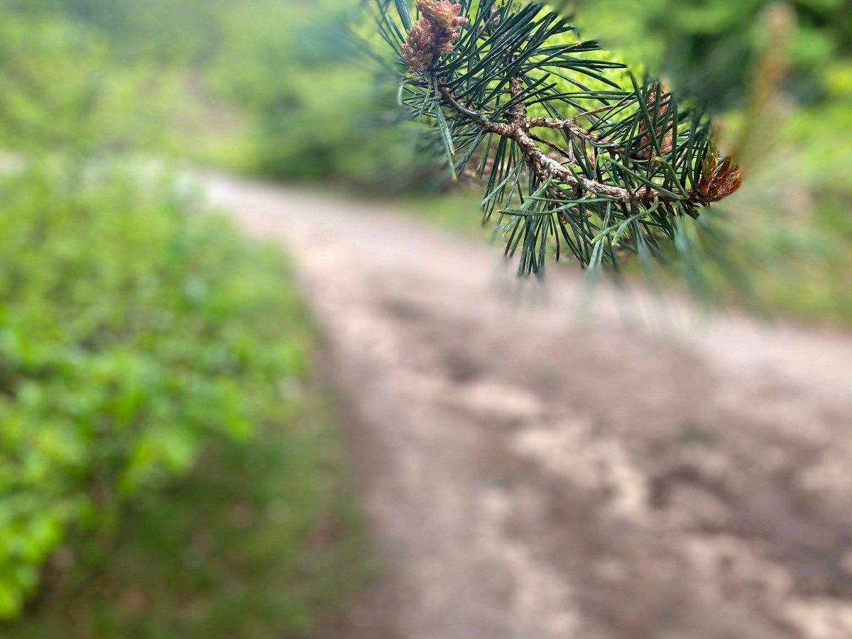 Dit is waarom wandelen zo verrassend&nbsp;is