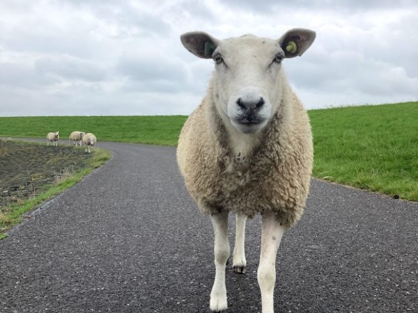 Must do op Terschelling: Wadlopen en oesters&nbsp;eten.
