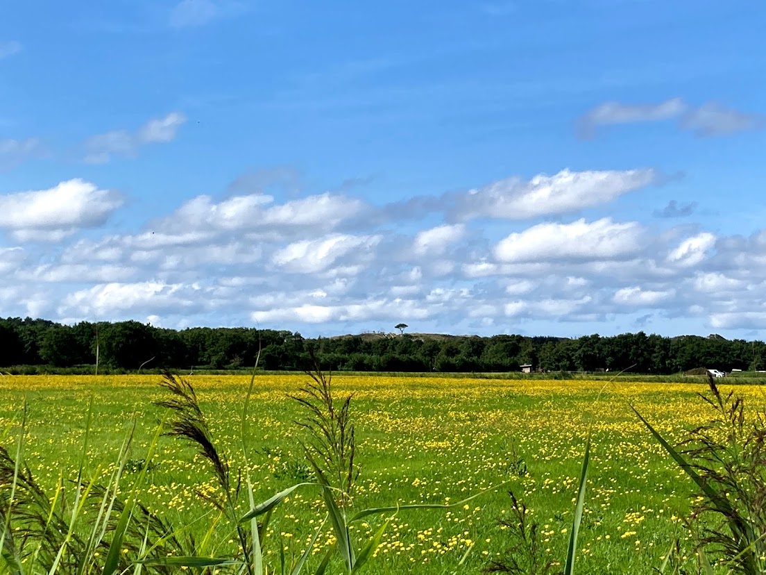 gele bloemen in wei