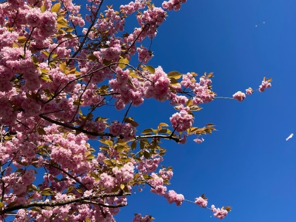 Hoe een zoektocht naar bloesem onverwacht tot verlichting&nbsp;leidt