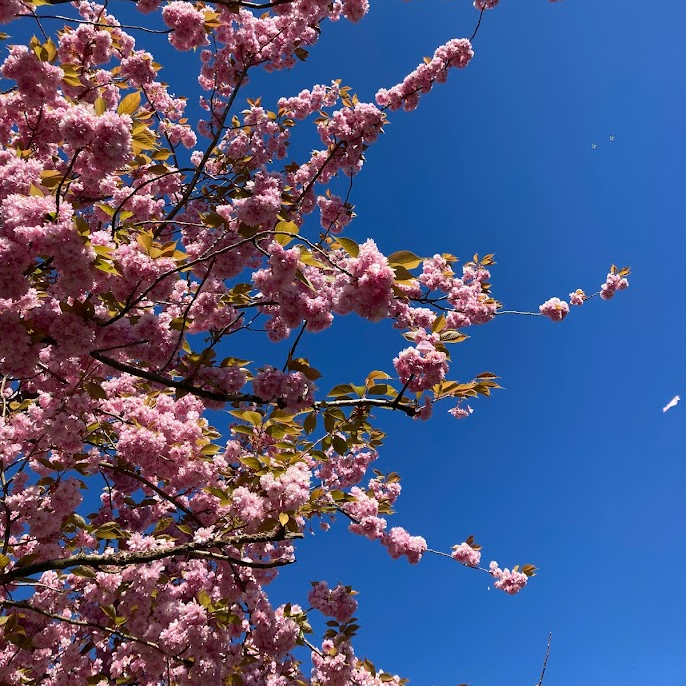 bloesemwandeling verlichting