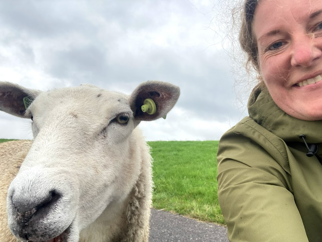 wadlopen oesters eten terschelling