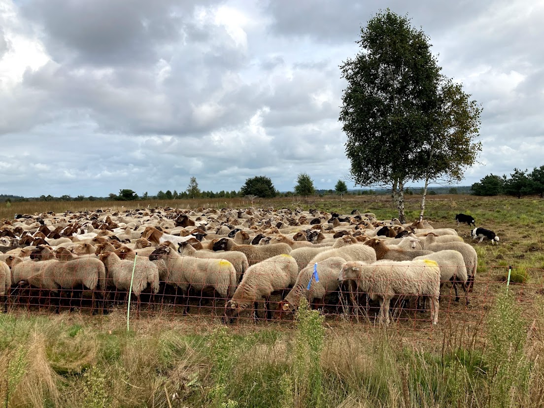 schaapskudde op de heide