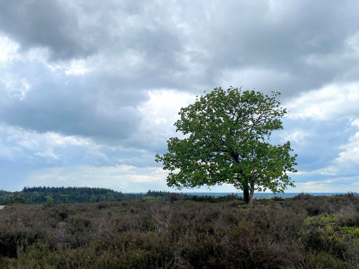 Eenzame dwaas of verlichte ziel? Een wandeling in je&nbsp;eentje.