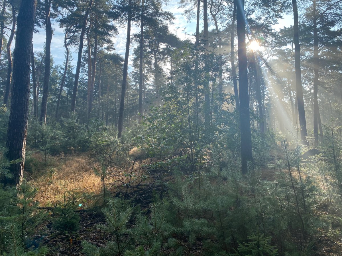 Hoe een lange afstandswandeling je leven&nbsp;verandert