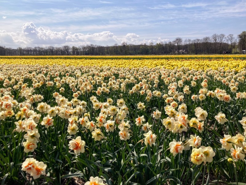 Op avontuur tussen de bollen in Lisse: Route hoog en laag&nbsp;land