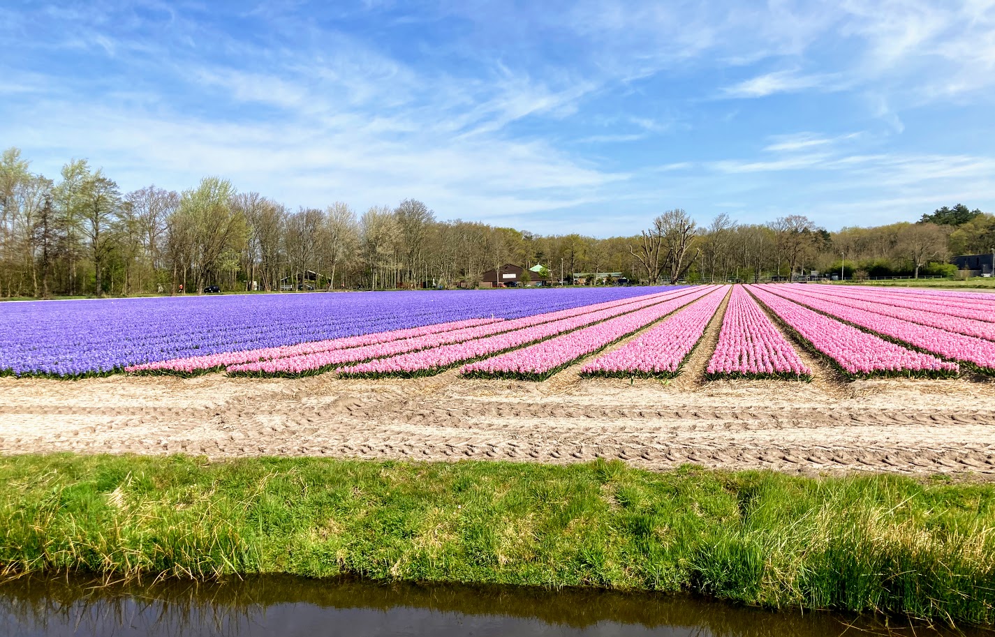 wandeling bollenstreek lisse