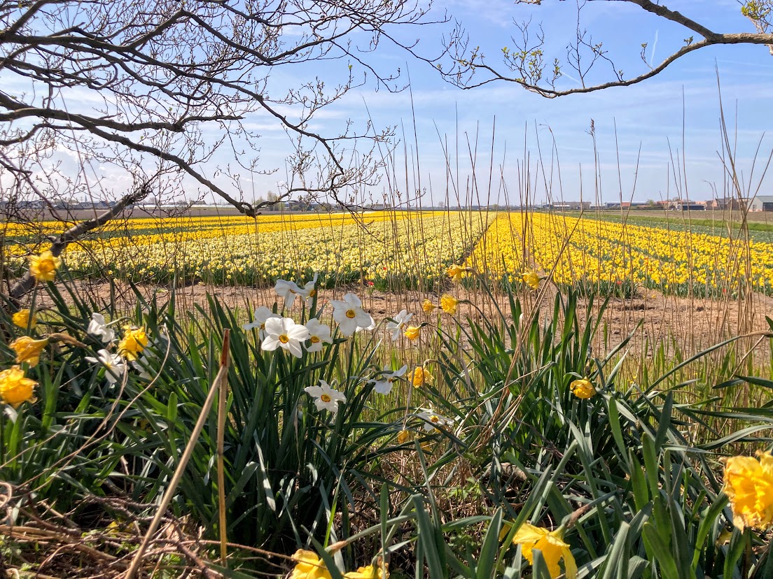 bollenveld lisse